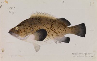 Eastern Wirra, Acanthistius ocellatus by Arthur Bartholomew